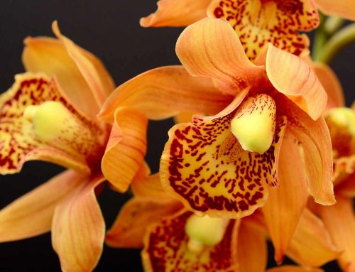 Orchid exhibition: 7-23 March 2025