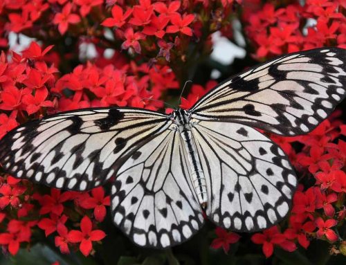 APR: Butterflies at the Botanical Gardens